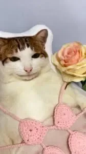 request/question bot ~ read description