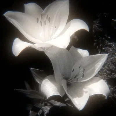 REQUESTS ⋆˚𝜗𝜚˚⋆