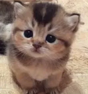 Requests open! (I'm desperate for ideas)