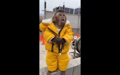 Rick the monkey