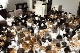 Room full of cats