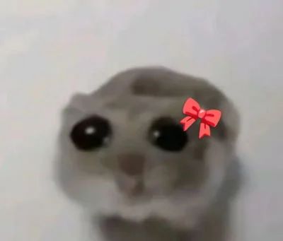 Sad hamster