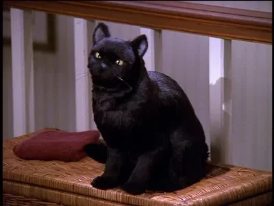 Salem Saberhagen