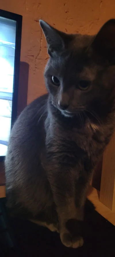 Scaramouche - Mi gato