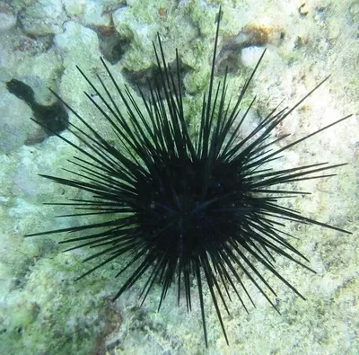 Sea urchin