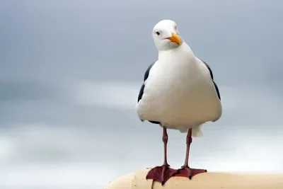 Seagull Simulator