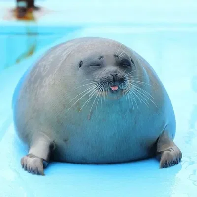 Seal!