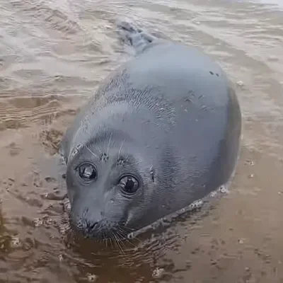 Seal (Sea potato)