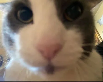 Shark the soggy cat