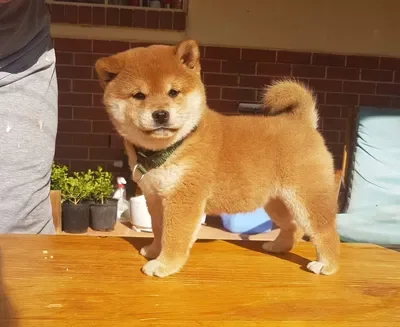 Shiba Inu