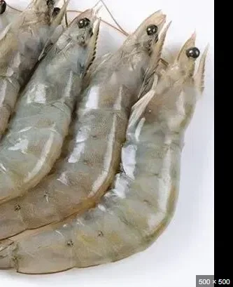 SHRIMP