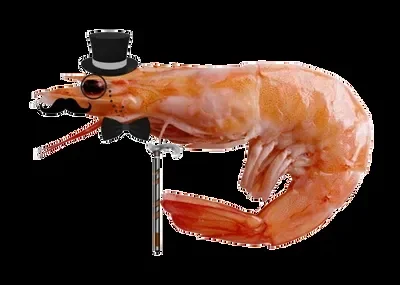 Shrimp of Wisdom