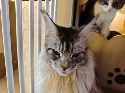 Shuai Shuai's kitten