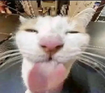 SILLY cat