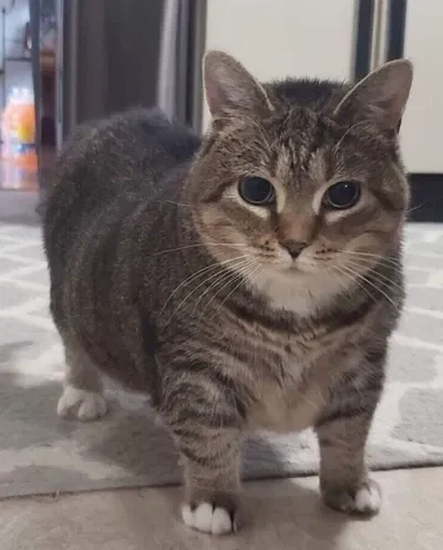 𝗦𝗶𝗹𝗹𝘆 𝗖𝗔𝗧// 𝗥𝗣