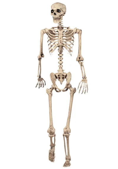 skeleton