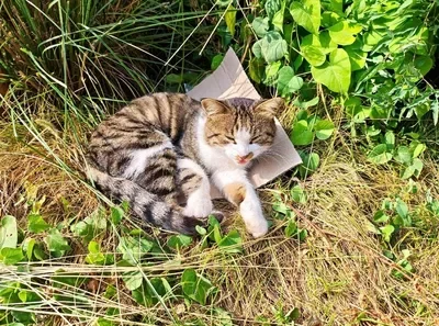 Sleeping kitten.