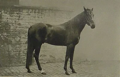 Smart Horse