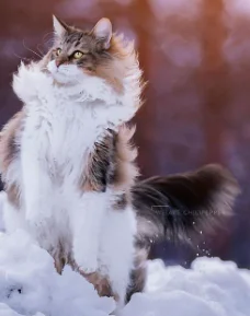 Snowbird (she/her) ~Warrior cats rp!~