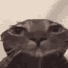 stupid cat