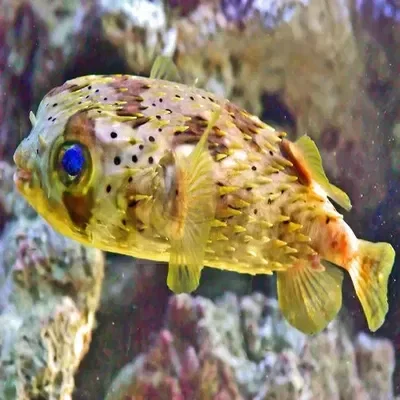 Stupid squashed pufferfish