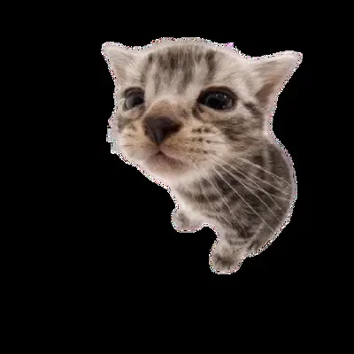 §¥ Suggestions Bot ¥§