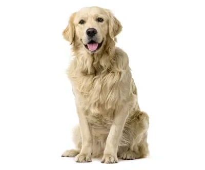 Sunkist The Perfect Dog [HLVRAI]