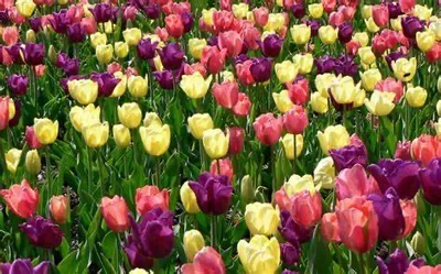 Supportive Flowers