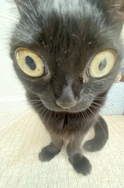 sus cat