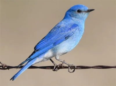 Talking bluebird