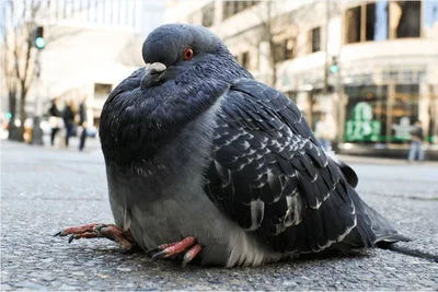 Talking Pigeon