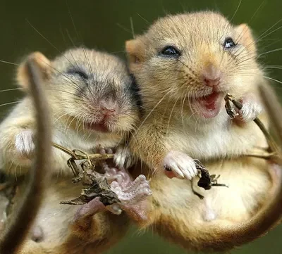 Teasers Cancelled & Profile Update