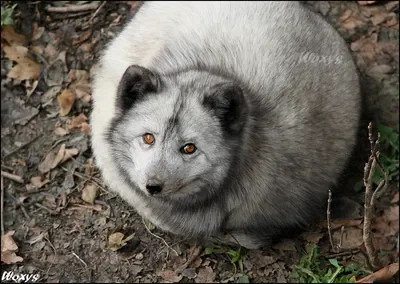 The almighty round floofy fox