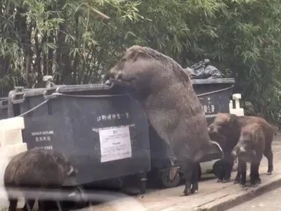 The Big Fat Fuck Boar