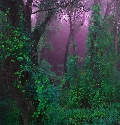 ☆ The forest of "Divinia"... ☆