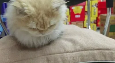 The kitten huddled up