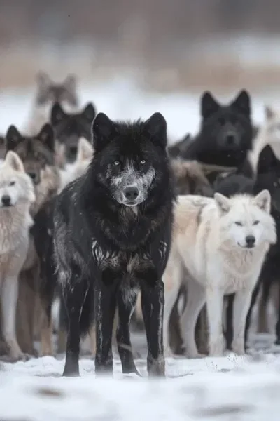 The North-Wolves