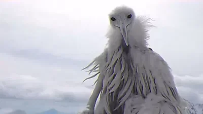 The Opium Bird (Or Erosion Bird)