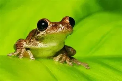 The Wise Frog