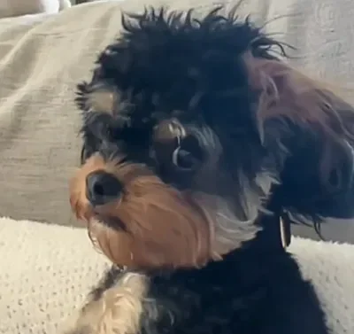 This dog is highk funny