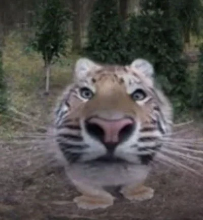 Tiger. :3