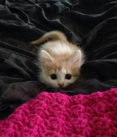 Tiny kitty