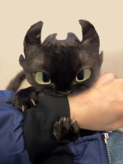 Toothless | Your snuggy meowgon
