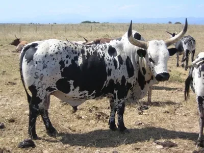 Transform Your Cattle