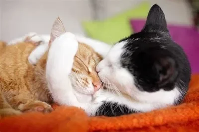 Two kitties in love