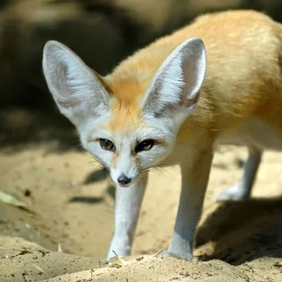 Wild fennec fox