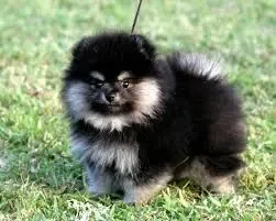 Winchester(Your dog)