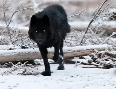 Wolf Ghost x Wolf/dog User