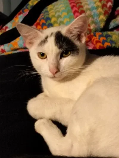 Worm (my cat)