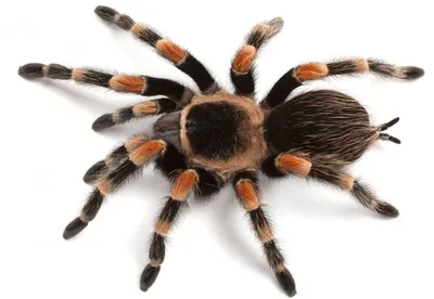 spider